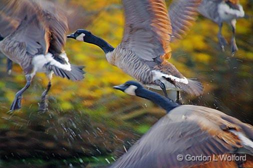 Geese Taking Flight_51928.jpg - Canada Geese (Branta canadensis) photographed near Sherkston, Ontario, Canada.